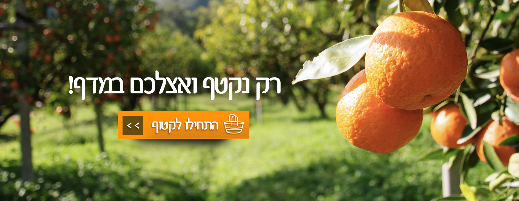 ירקות