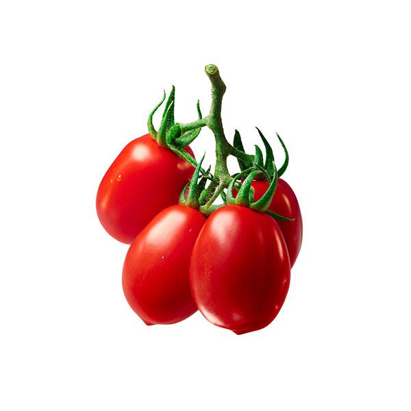 שרי תמר 
